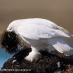 male-at-nest - Snowy Owl male with a beak full of grass to build a larger nest. Barrow, Alaska