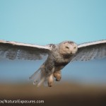 snow-in-flight - 