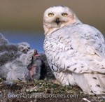 snowy-2 - Snowy Owl, (Nyctea scandiaca) Adult near nest with chicks. Barrow, Alaska.