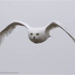 snowyowl2